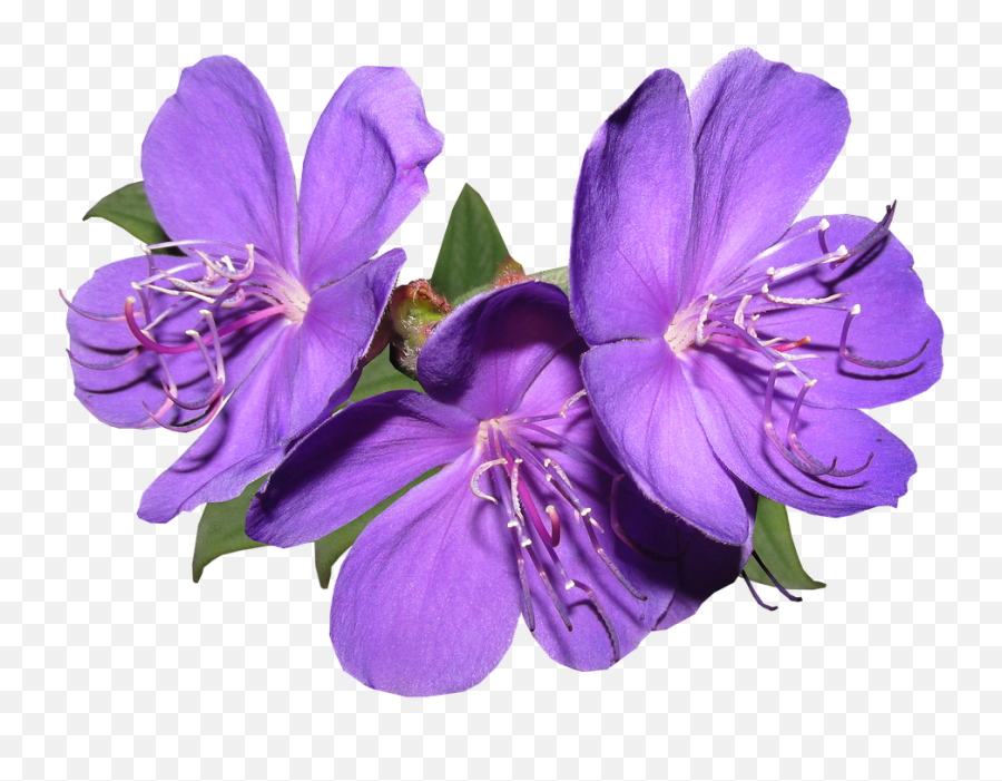 Purple Flowers Png Transparent - Violet Flower Png,Pastel Flowers Png