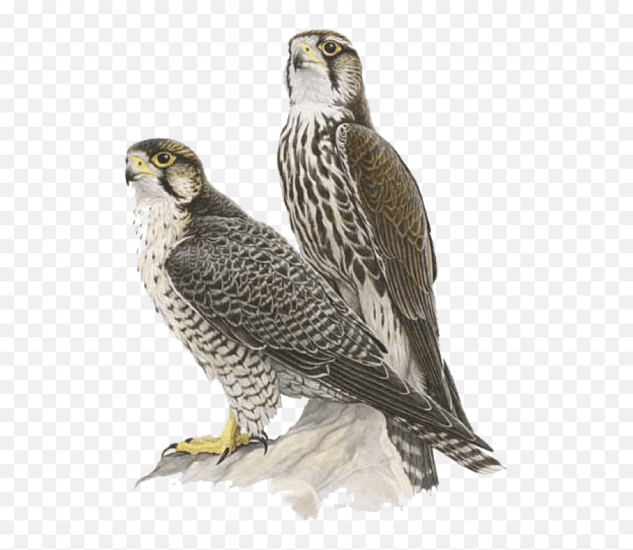 Falcon Png Transparent Clipart Vectors - Falcon Image Free Download,Falcon Png