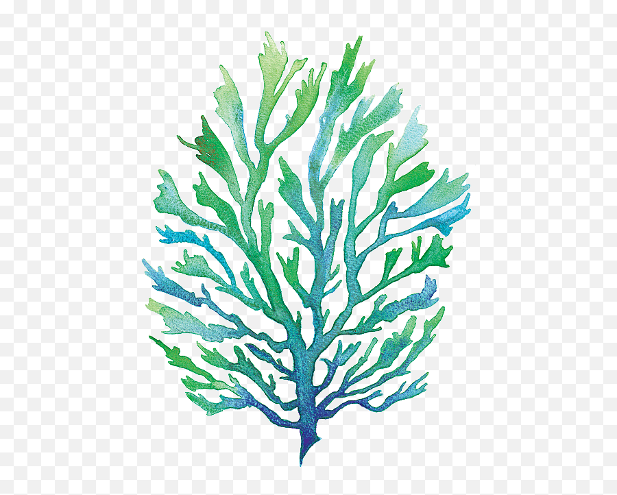 Vector Free Library Group Buy Online - Watercolor Seaweed Png,Seaweed Png