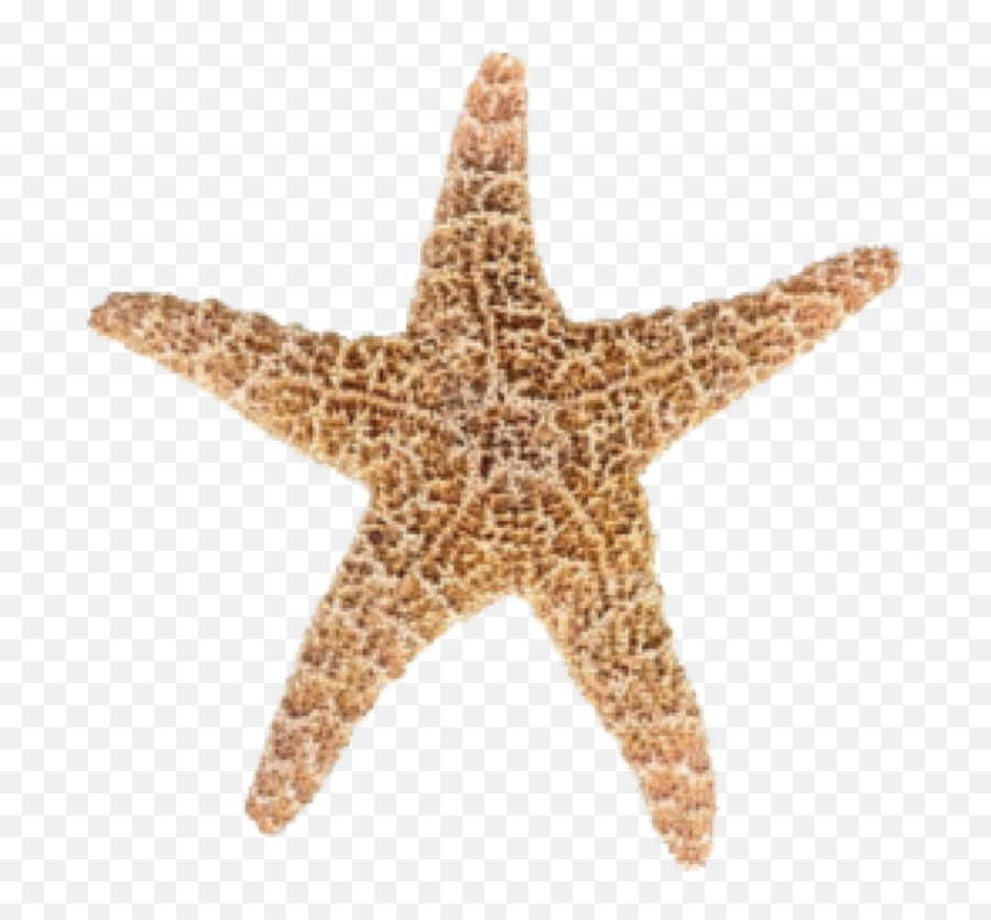 Designs Starfish Png 19874 - Free Icons And Png Backgrounds Starfish Transparent Background,Sans Transparent Background