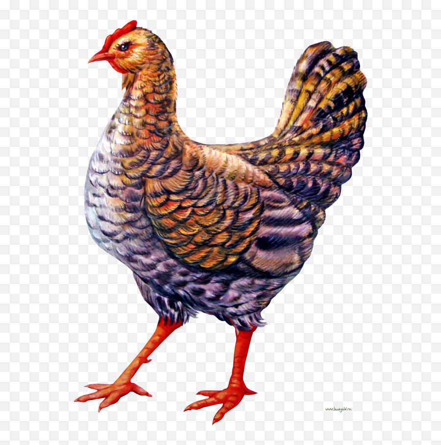 Chicken Clipart - Png Murgi,Chicken Clipart Png