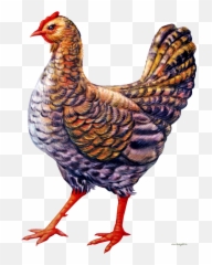 Chicken Clipart - Png Murgi