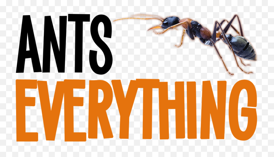 Ants Everything - Ants Everything Png,Ants Png