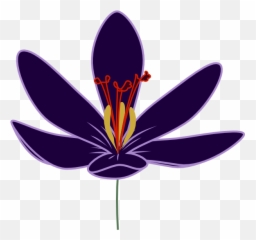 Clipart Of Barry Crocus And Dogwood - Clip Art Png,Dogwood Png