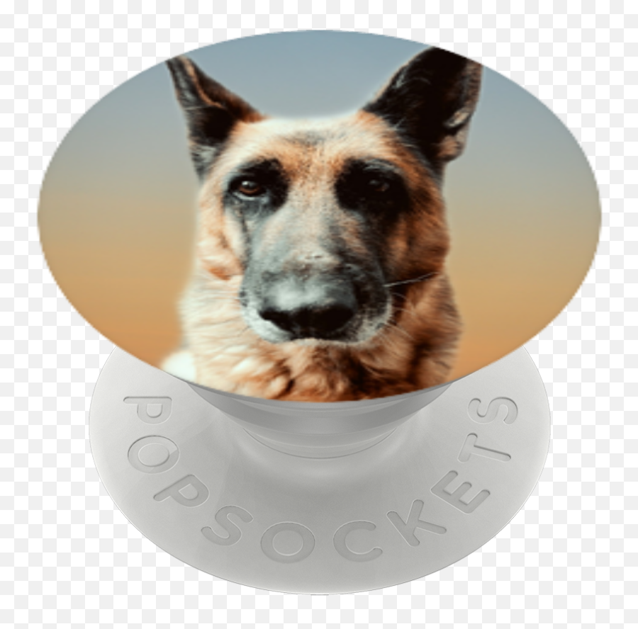 Old German Shepherd Dog - Old German Shepherd Dog Png,German Shepherd Png