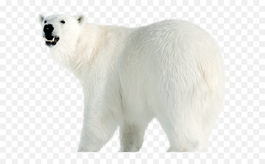 Save The Arctic Your Actions Make A Difference - Polar Bear Png,Polar Bear Transparent Background