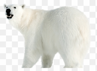 Save The Arctic Your Actions Make Difference - Polar Bear png