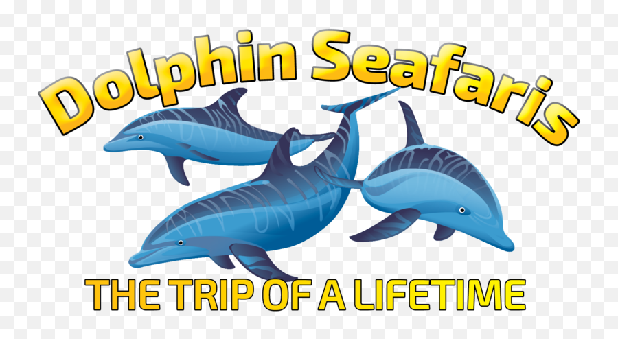 Dolphin Seafaris Png Transparent