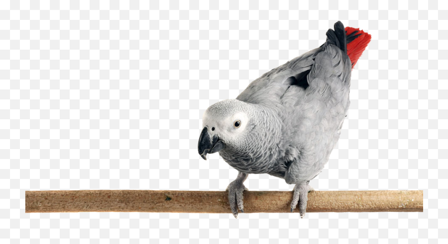 Download Photo Of An African Grey Parrot Perched - African Grey Parrot Png,Parrot Transparent