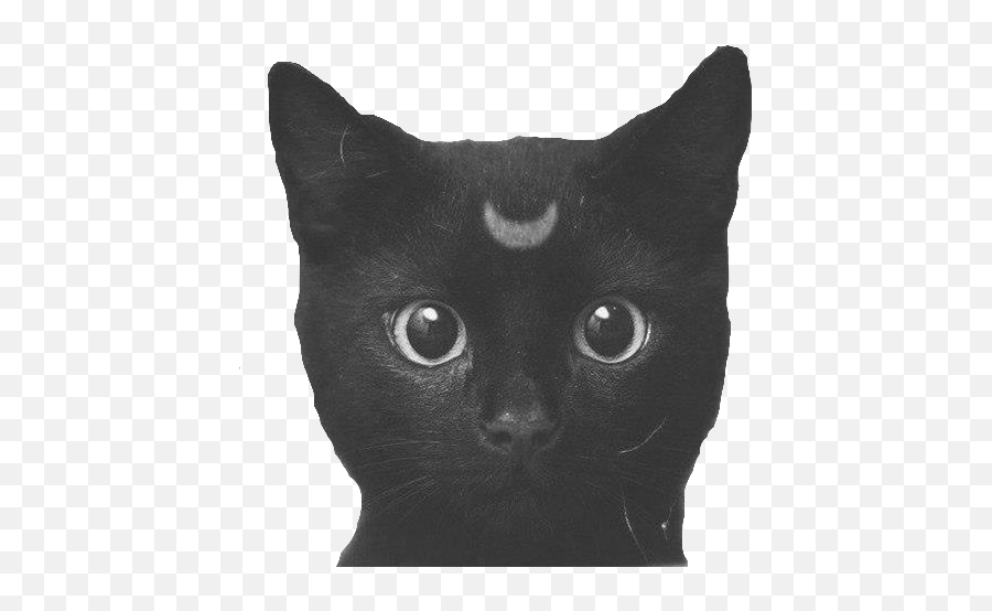 Black - Cute Black Cat Transparent Png,Kitten Png