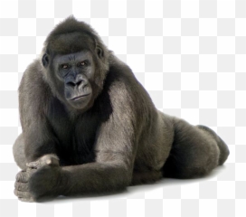 Gorillas - Transparent Background Gorilla Png,Chimpanzee Png