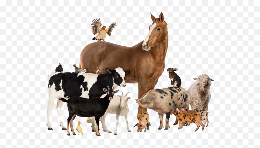 Domestic Animals - Group Of Different Animals Png,Animal Png