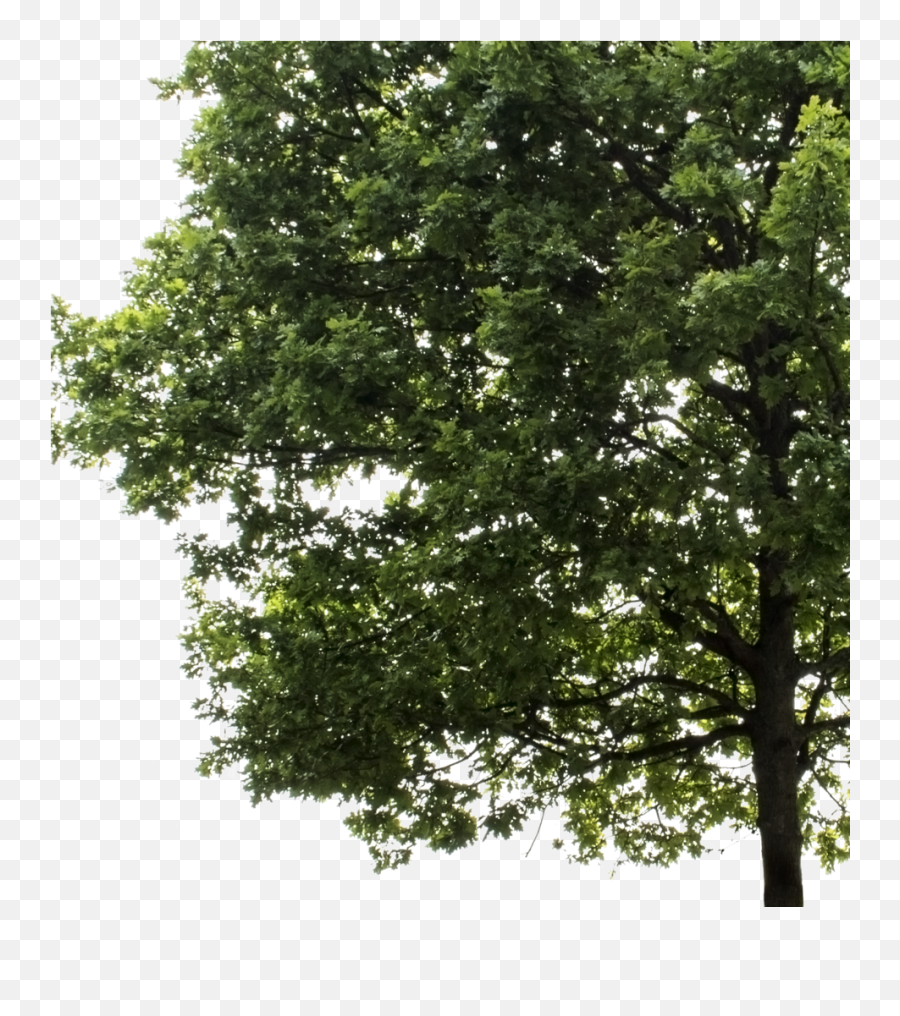 Oak Tree Png Image With No Background - Oak Trees Cut Out Png,Oak Tree Png