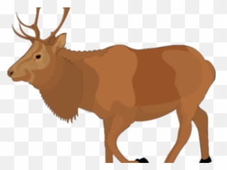 Free Moose Clipart - Animated Elk Transparent Cartoon png