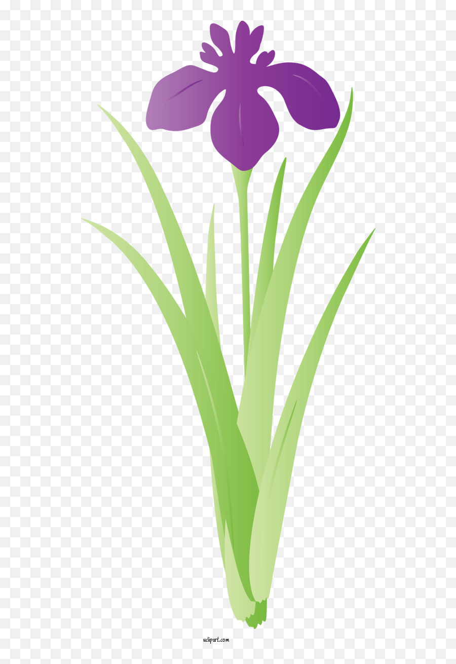 Flowers Flower Tulip Plant For Iris - Iris Clipart Flowers Fresh Png,Iris Flower Png