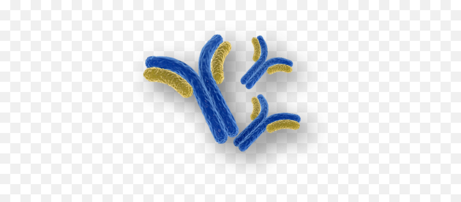 Bioservuk - Antibody Hd Png,Antibody Png