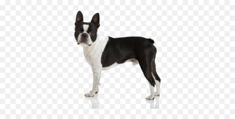 Boston Terrier Facts And Information - Boston Terrier Black And White Png,Boston Terrier Png