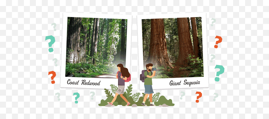How Well Do You Know Redwoods Save The League - Leisure Png,Redwood Tree Png