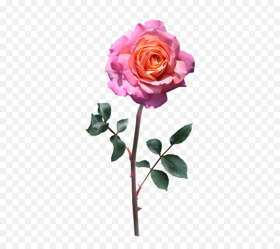 Rose Stem Pink - Free Photo On Pixabay Rosa Png Pixabay,Stem Png