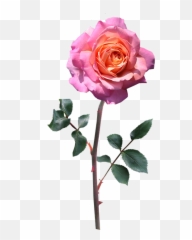 Rose Stem Pink - Free Photo On Pixabay Rosa Png Pixabay,Stem Png