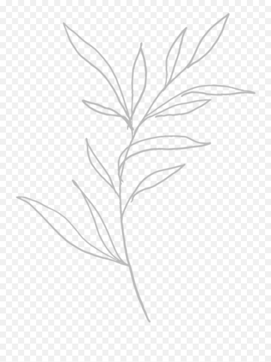 Flower Drawing Sticker - Sketch Png,Transparent Flower Drawing