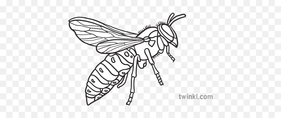 Wasp Emoji Insect Animal Nature Twinkl Newsroom Ks2 Black - Wasp Emoji Png,Bee Emoji Png