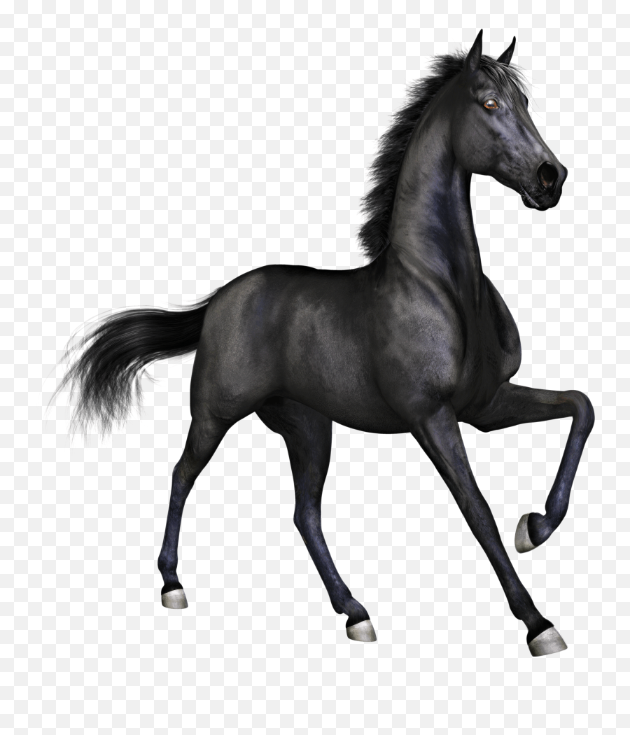 Black Race Horse Transparent Png - Stickpng Horse Invisible Background,White Horse Png