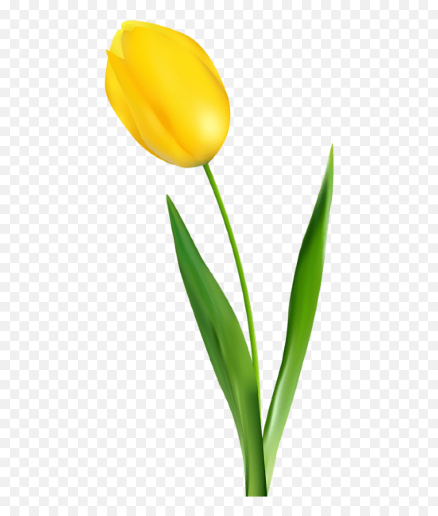 Yellow Tulip Transparent Png Images - Yellow Tulip Clipart,Tulip Transparent
