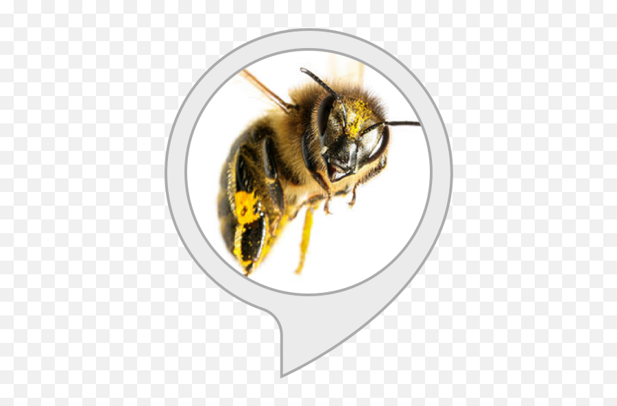 Alexa Skills - Bumblebee Png,Bee Movie Png