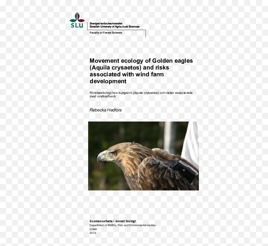 Download Hd Pdf - Golden Eagle Transparent Png Image Swedish University Of Agricultural Sciences,Golden Eagle Png