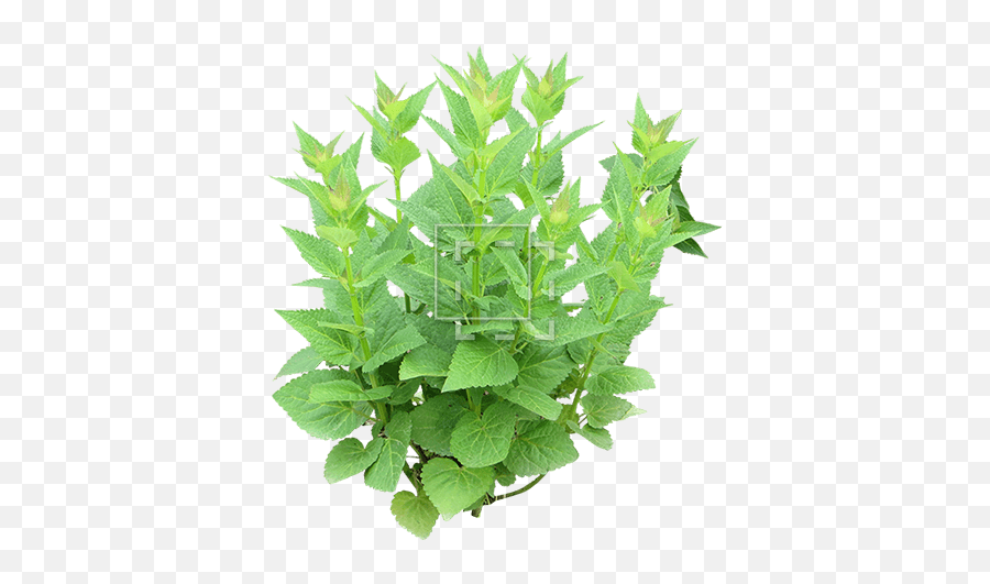 Young Shrub - Mint Png,Shrubbery Png