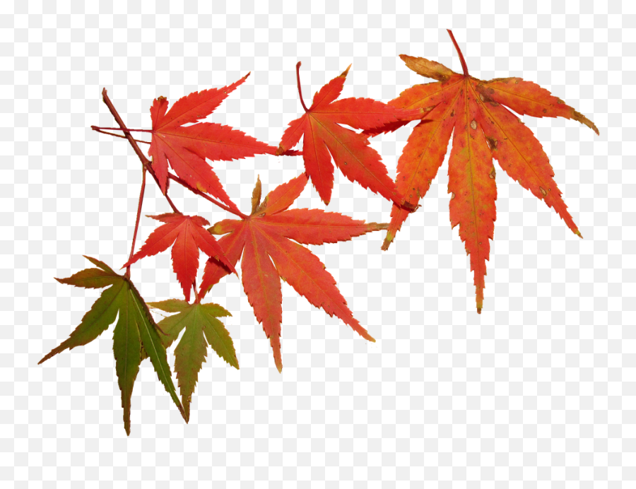 Foliage - Feuilles Automne Hd Png Download Original Size Feuilles Automne Png,Foliage Png