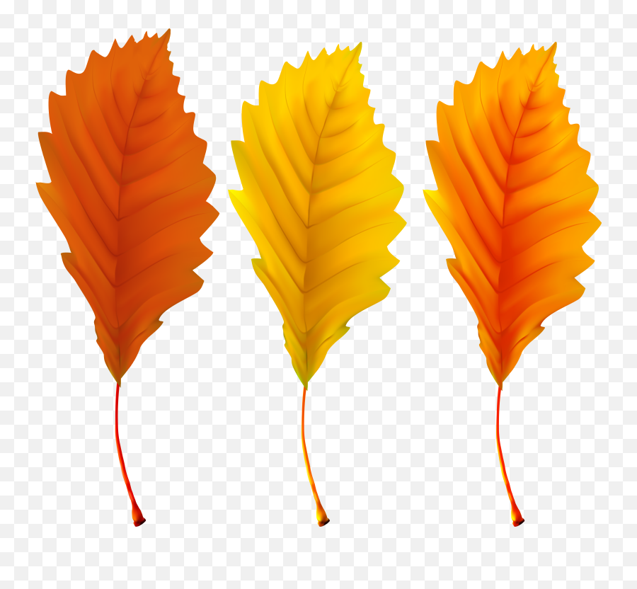 Clipart Gallery Autum Leaves Png Fall Leaf Transparent Background