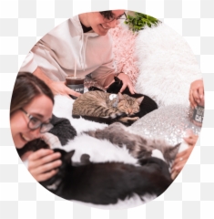 Crumbs Whiskers - Cat png