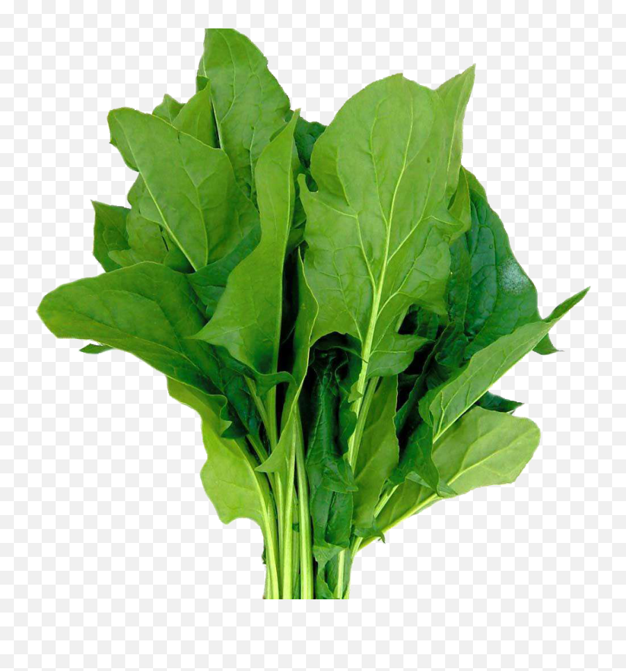 Spinach Png - Spinach Hd,Spinach Png