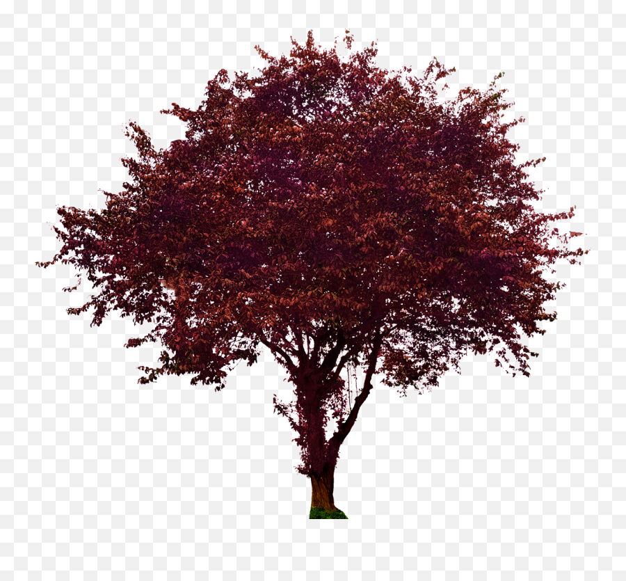 Portable Network Graphics Clip Art - Prunus Cerasifera Nigra Png,Dogwood Png