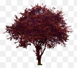 Portable Network Graphics Clip Art - Prunus Cerasifera Nigra Png,Dogwood Png