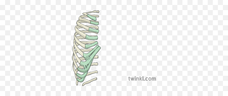 Rib Cage Left Side Body Bones Skeleton Twinkl Go Science Ks2 - Manduca Sexta Png,Rib Cage Png