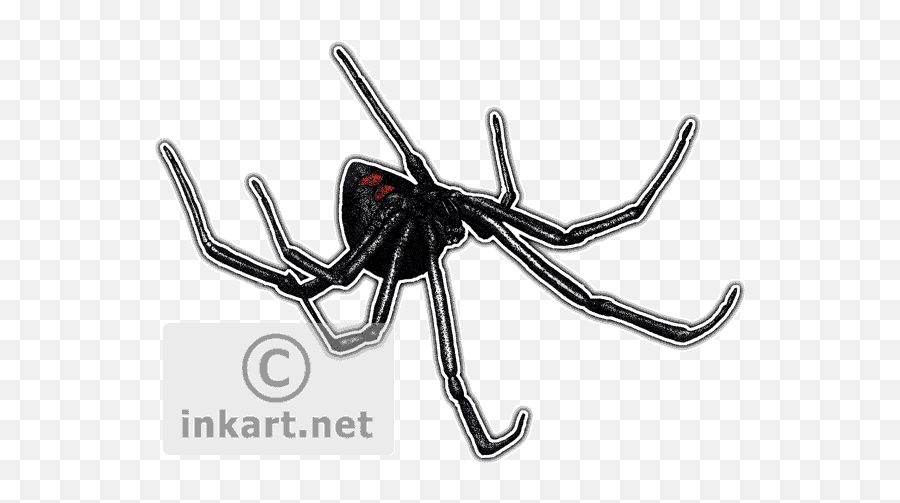 Black Widow Spider Decal - Drawing Png,Black Widow Spider Png