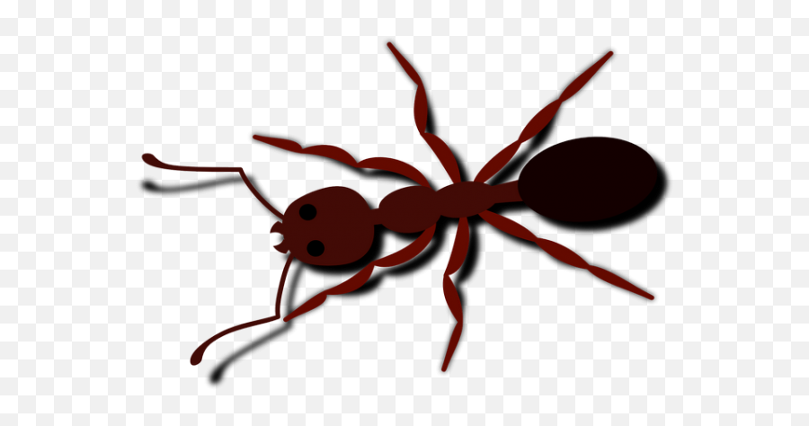 Ant Bug Insect Brown Animal Transparent Png Images U2013 Free - Ant Clip Art,Ant Transparent
