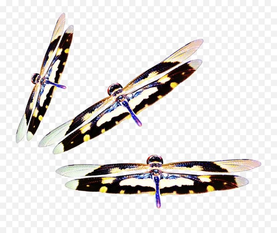 Download Dragonflies Three Insect Nate Wings - Surfboard Png,Dragon Fly Png