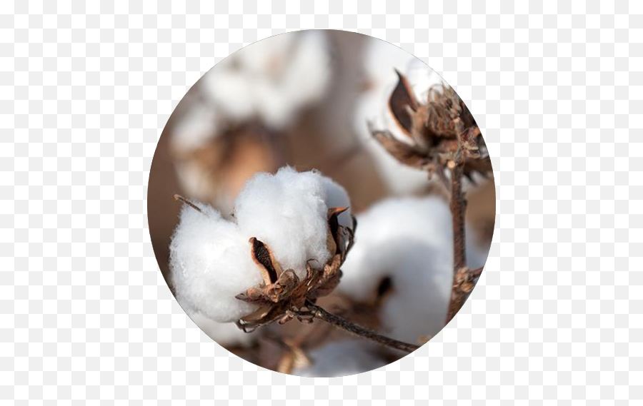 Organic Cotton Lifecycle U2014 Direct To Source Png