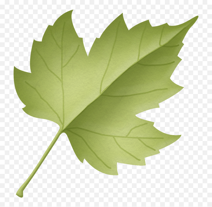 Download Leaf Clipart Woodland - Maple Leaf Png Image With Leaf Woodland Clipart,Leaf Clipart Transparent