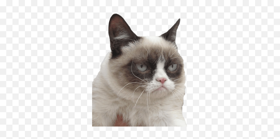 Grumpy Cat Transparent Png Images - Grumpy Cat Png,Grumpy Cat Png