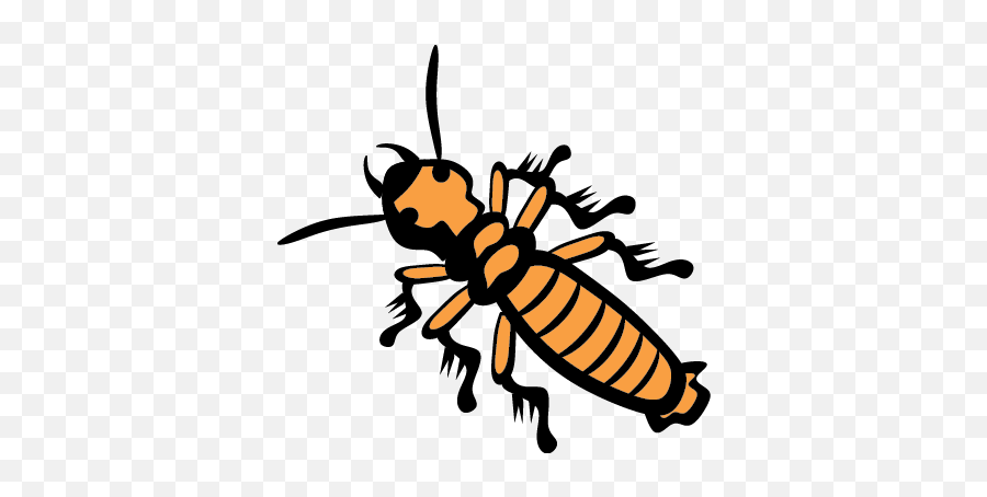 Termite Management - Termites Clipart Transparent Png,Termite Png