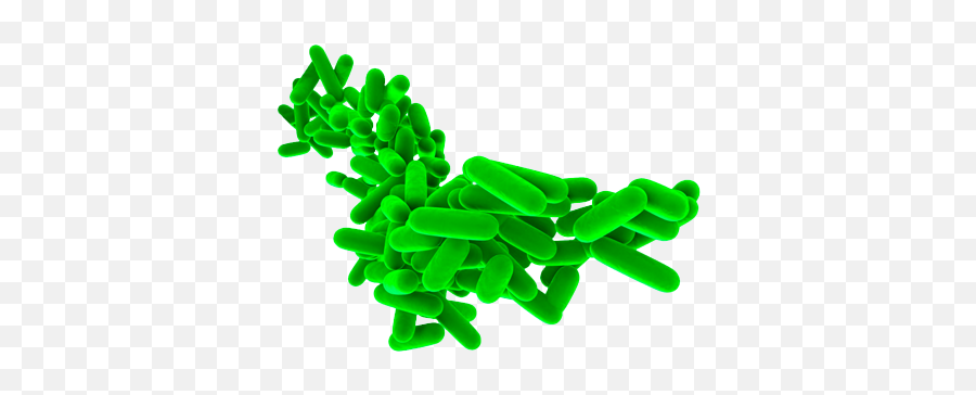 Bacteria Png Probiotic Picture 1295341 1843730 - Png Probiotics Green,Bacteria Png