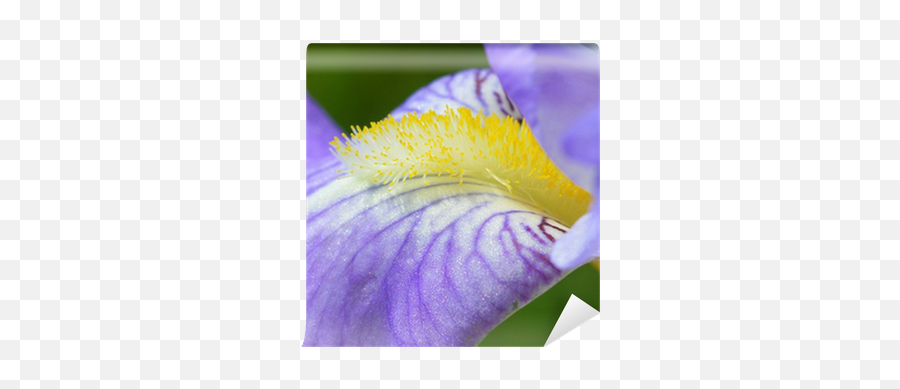 Iris Flower Wall Mural U2022 Pixers We Live To Change - Algerian Iris Png,Iris Flower Png