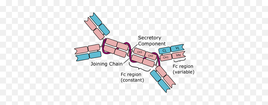 Anti - Iga Antibodies Png,Antibody Png