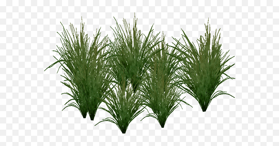 Free Fountain Grass Png - Sedges,Fountain Grass Png