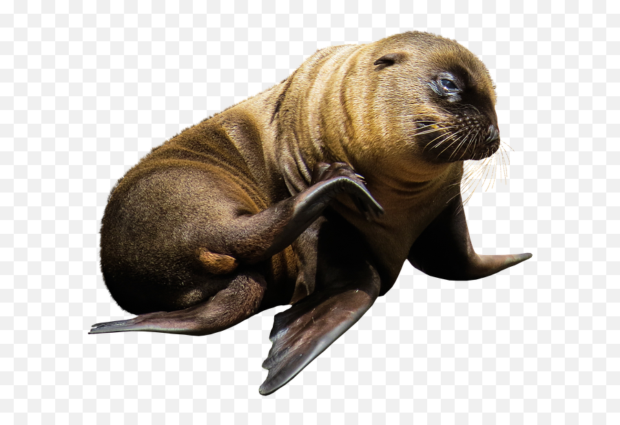 500 Free Sea Lion U0026 Seal Images - Pixabay Aniamles Marinos Png,Lion Transparent